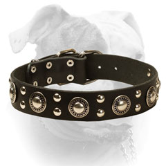 American Bulldog collar with silver-like conchos and studs