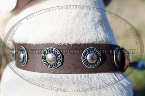 Extra wide leather collar with silver conchos for American Bulldog
