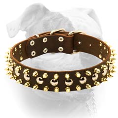 Wide leather American Bulldog collar with shiny spikes and plates
