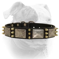 Leather American Bulldog collar secured with rivets
