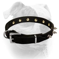 Nickel plated fittings for leather American Bulldog collar
