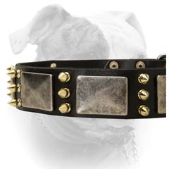 Attractive nickel plates and brass spikes for American Bulldog collar