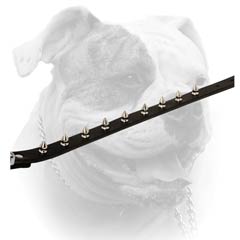 Leather American Bulldog collar with 1 row of nickel spikes