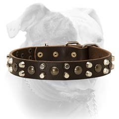 Leather Collar With Buckle For American Bulldog.