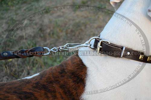 American Bulldog Decorative Leather Collar With Brass Plates.