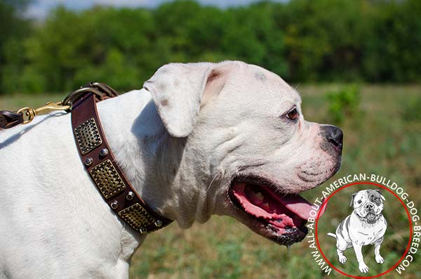 Decorated stylish American Bulldog collar