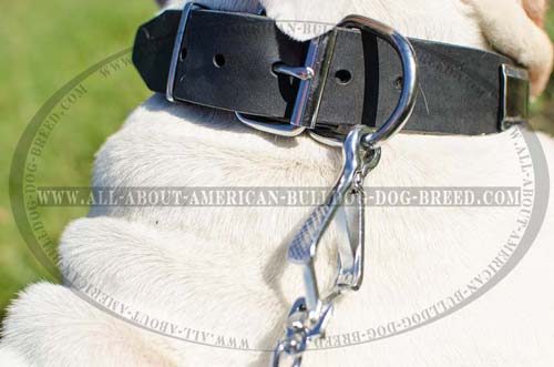 Durable and strong leather collar for American Bulldog