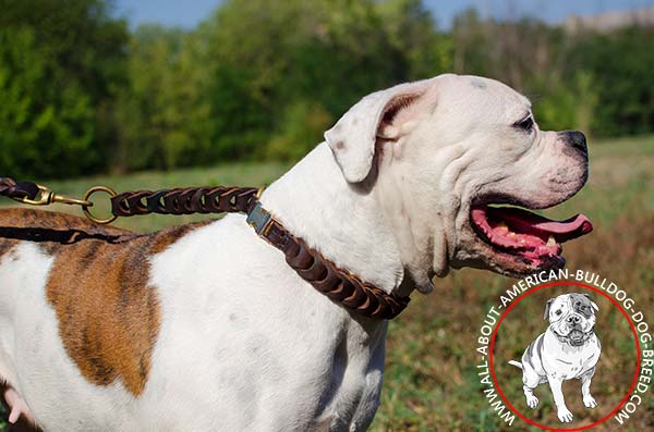 Durable braided American Bulldog collar