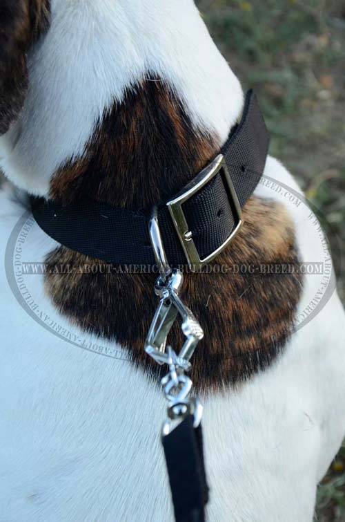 Nylon Collar For American Bulldog
