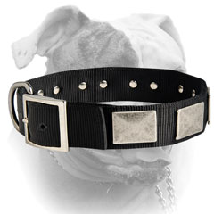 Extra wide nylon collar with nickel plated hardware for American Bulldog