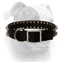 Nylon American Bulldog collar with strong nickel plated fittings