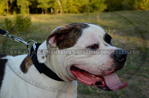 Thick Decorated Leather Collar For American Bulldog
