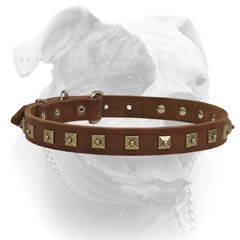 Leather American Bulldog collar with studs