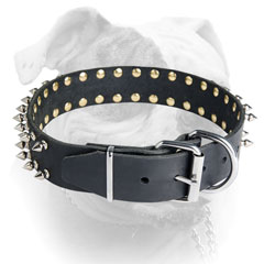 Nickel plated fittings for leather American Bulldog collar
