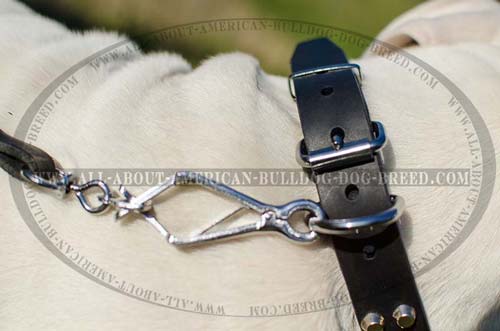 Nickel hardware for leather American Bulldog collar