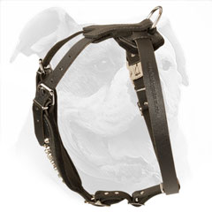 Stylish studded leather American Bulldog harness