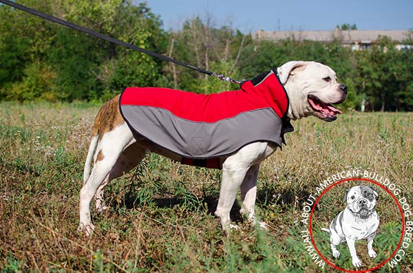 Windproof warm American Bulldog coat