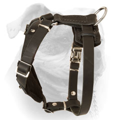 Decorated leather harness for puppies