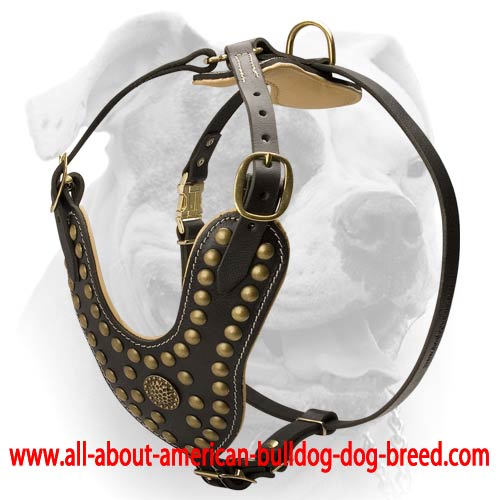 Viper Biothane 【Collar】 with Brass Hardware : Pitbull Breed: Dog Harnesses,  Collars, Leashes, Muzzles, Breed Information and Pictures