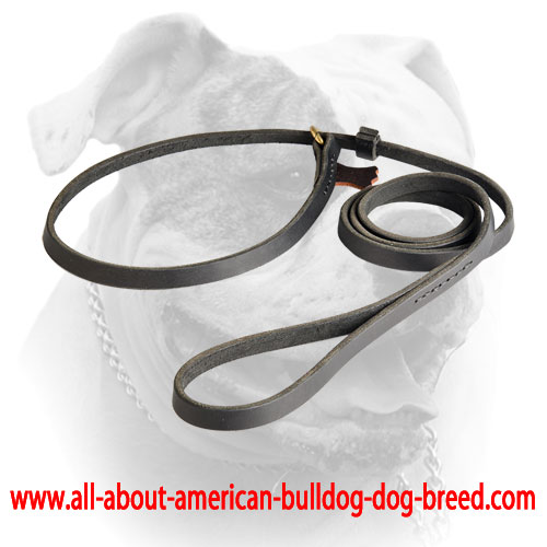 Leather leash/collar combination for American Bulldog