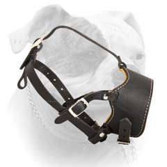 American Bulldog leather muzzle with adjustable straps 