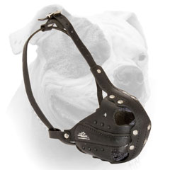 American Bulldog leather muzzle with adjustable straps 