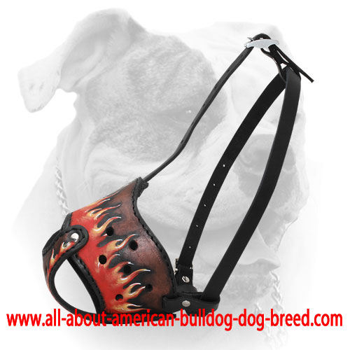 Soft inside padded leather muzzle for American Bulldog