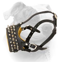 Leather Studded Muzzle For American Bulldog